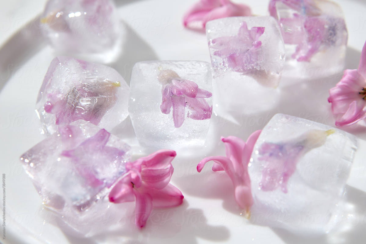 Closeup of ice cubes with blooming purple flowers