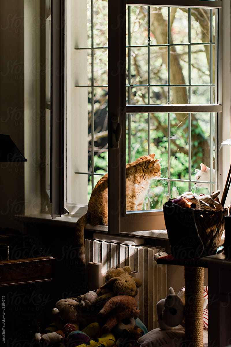 Two cats talking at the window