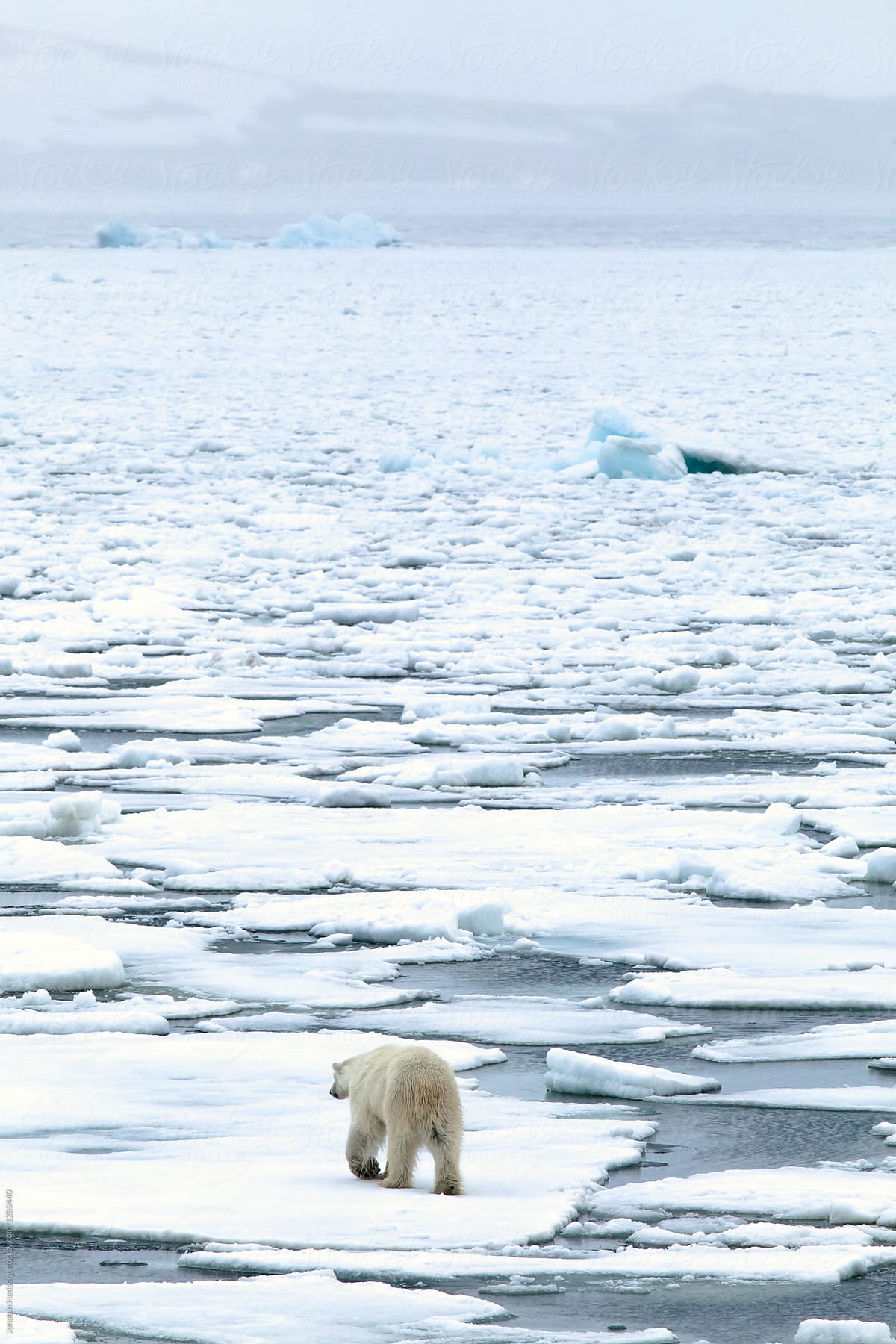 A polar bear walking on the pack ice