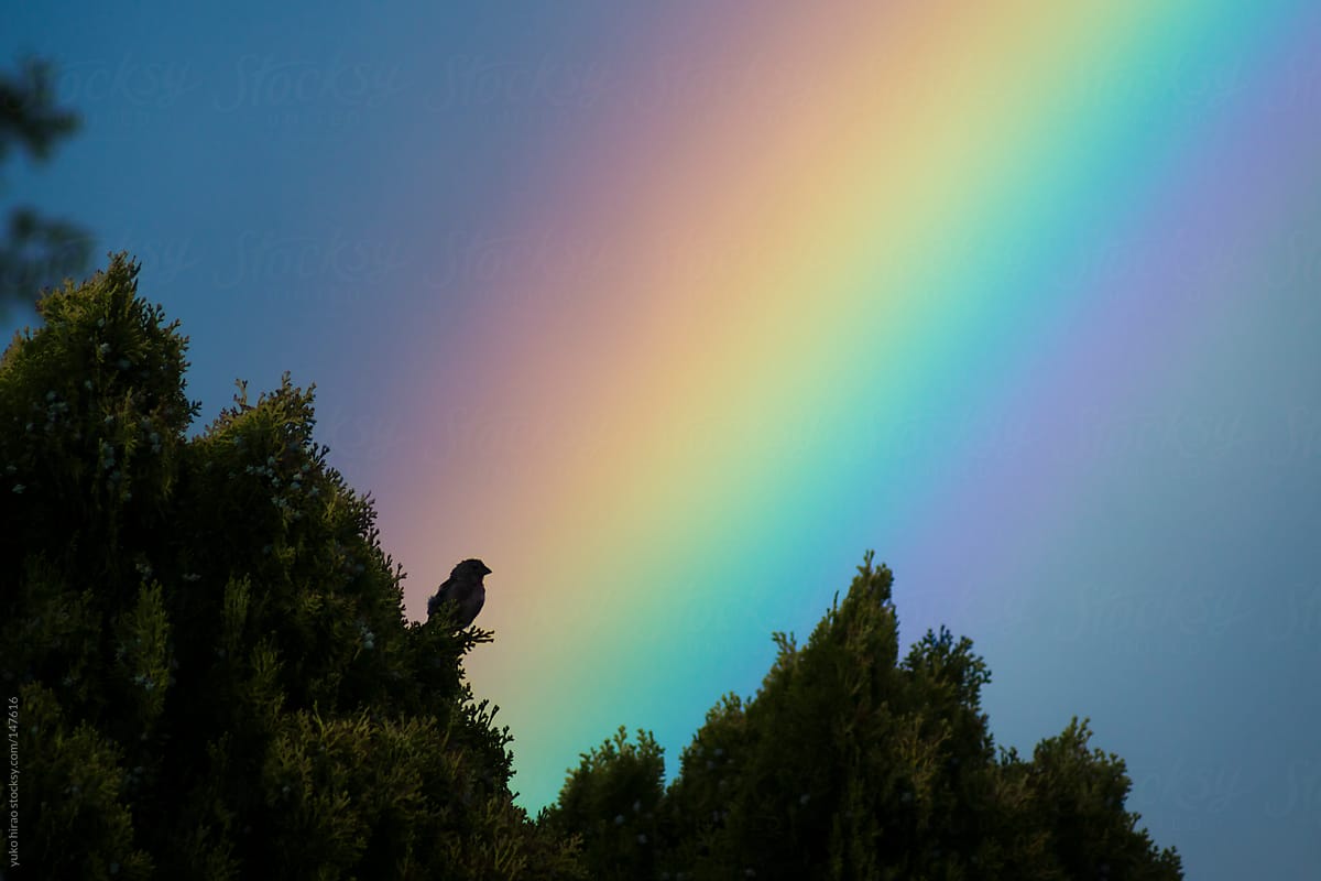 Closeup of a bird in silhouette over a rainbow