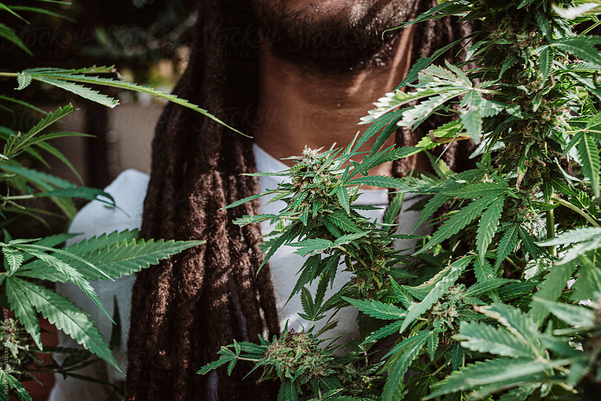 Cutting a Cannabis Plant