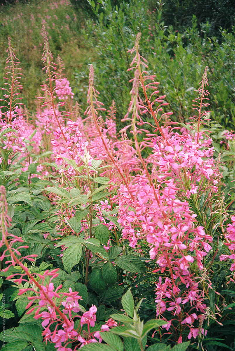 wild pink flowers