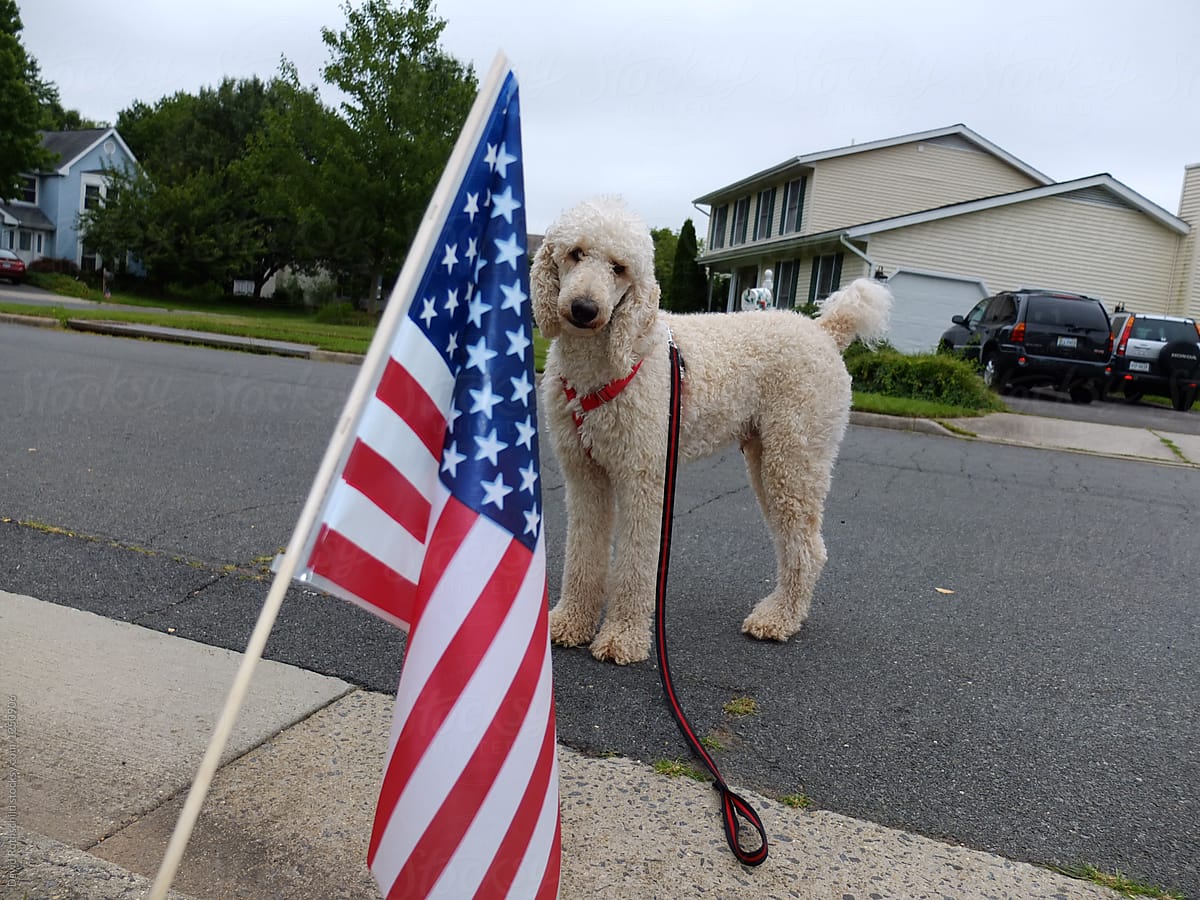 Poodle and freedom