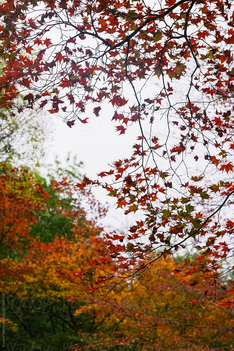 Autumn leaves of the Japanese Maple Trees in Kyoto