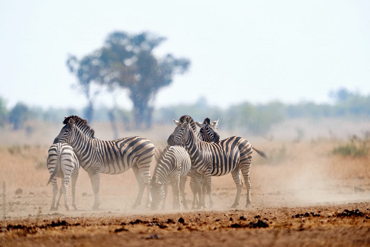 Zebra herd wild