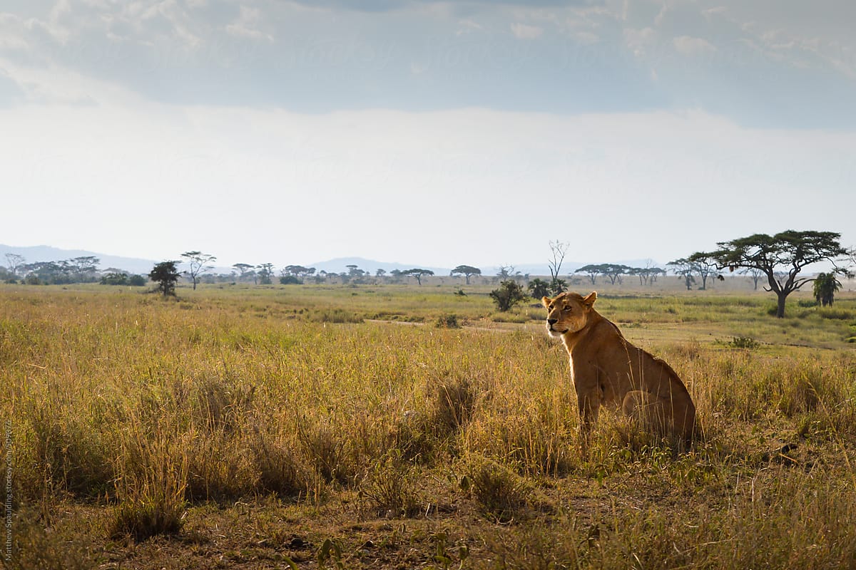 Lion looking over savannah territory on safari in Kenya