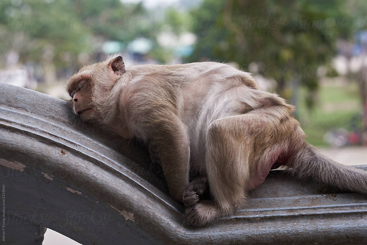 Fat Monkey Sleeping