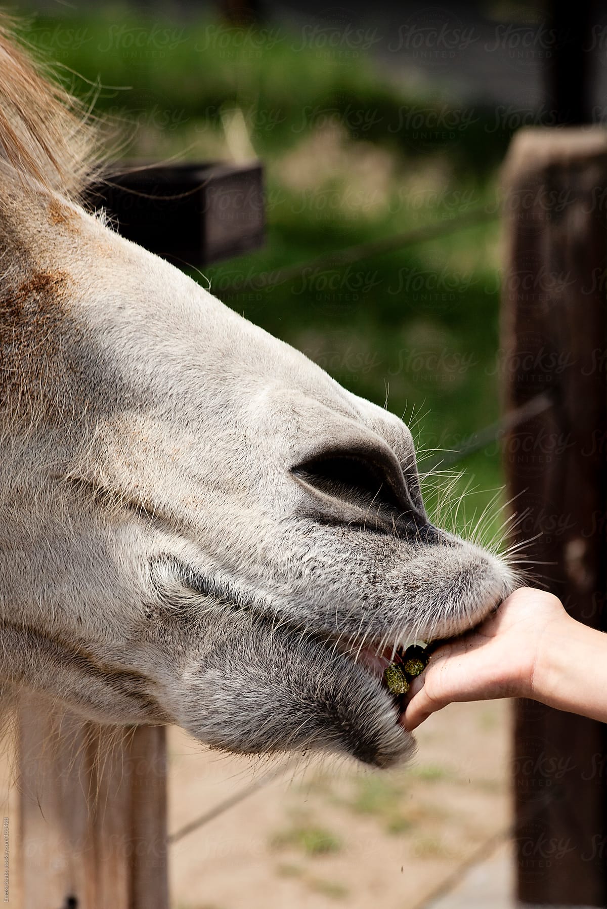 Close up of camel\'s mouth