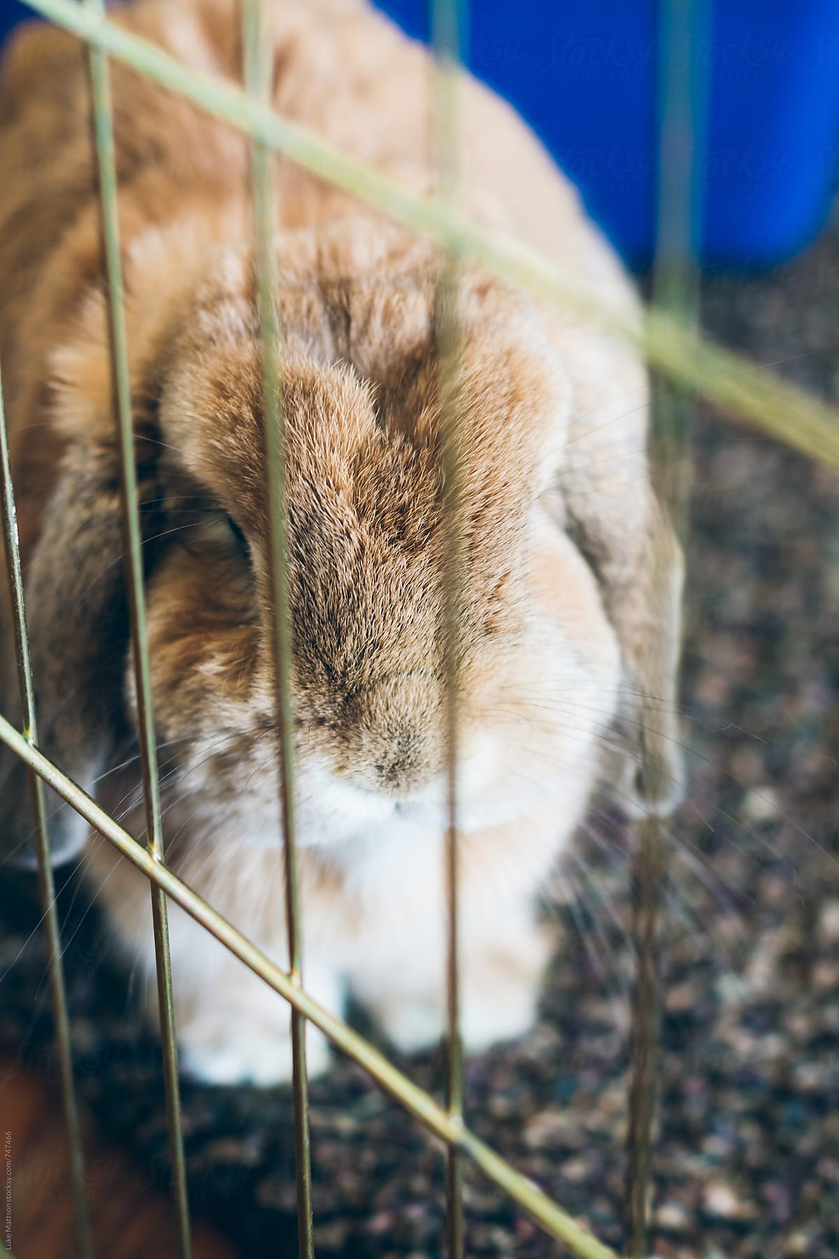 Bunny Rabbit Behind Cage Fence
