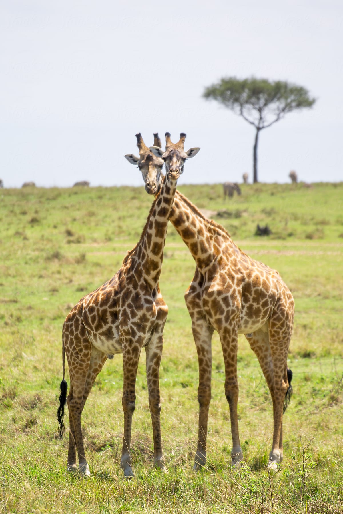 Couple of giraffes looking at camera