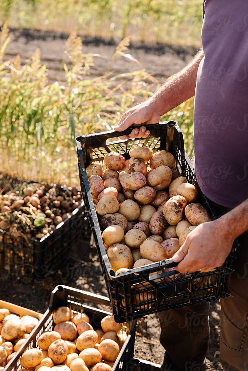 A person holding a plastic tray filled with freshly harvested potatoes
