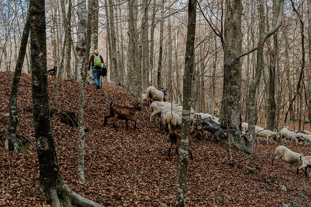 shepherd guiding Flock of sheep grazin in the forest