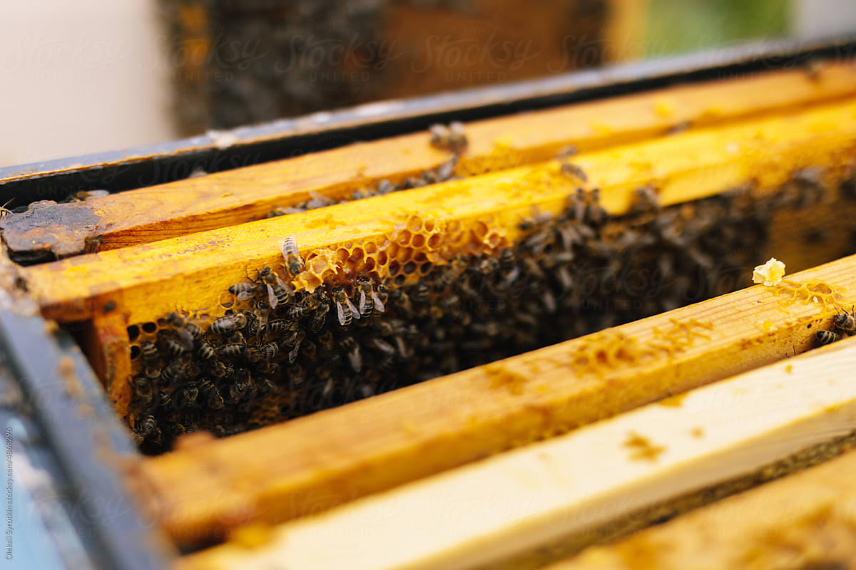 Hive frame honeybee