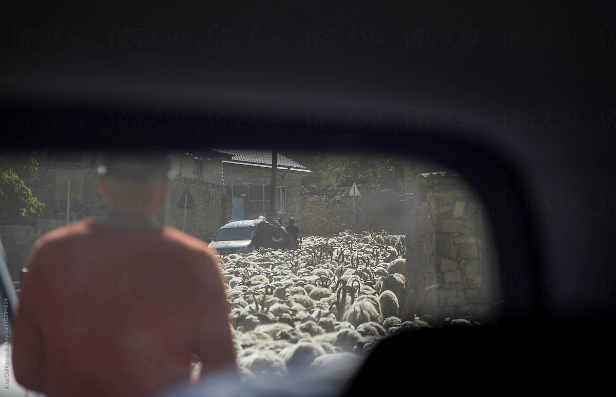 Anonymous man near flock of sheep in sunlight