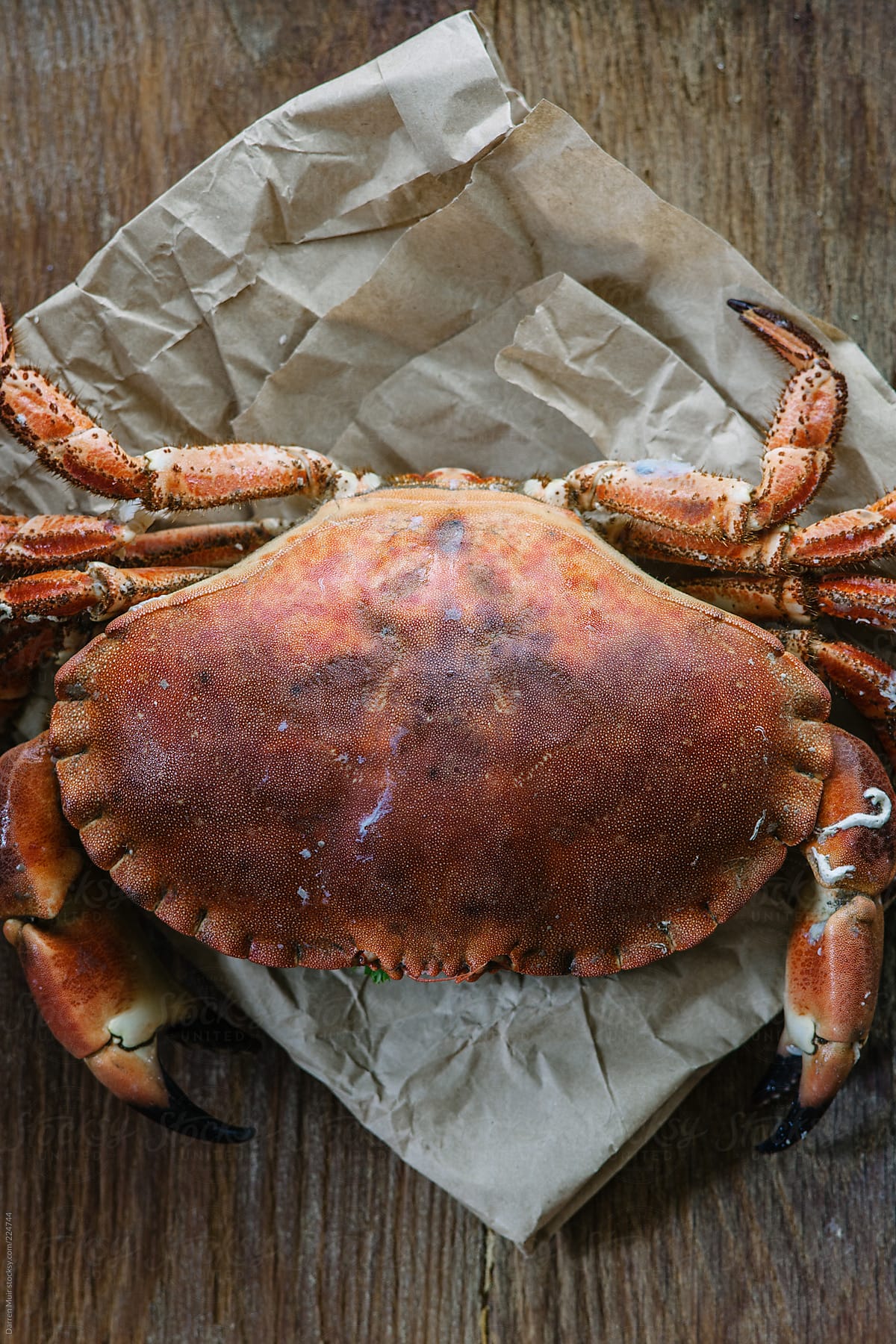 Whole crab on wooden board.