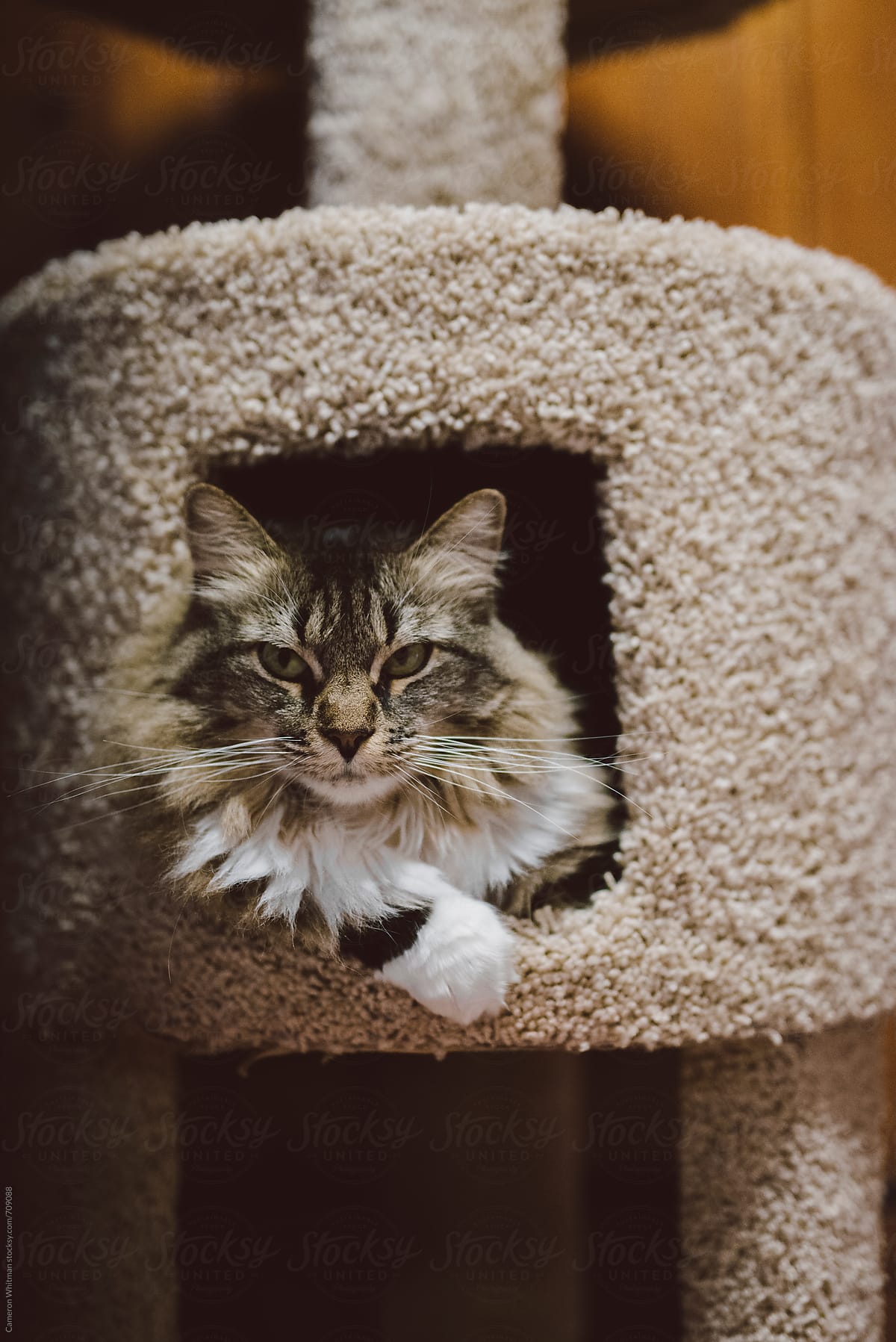 Cat portrait in her scratch tower