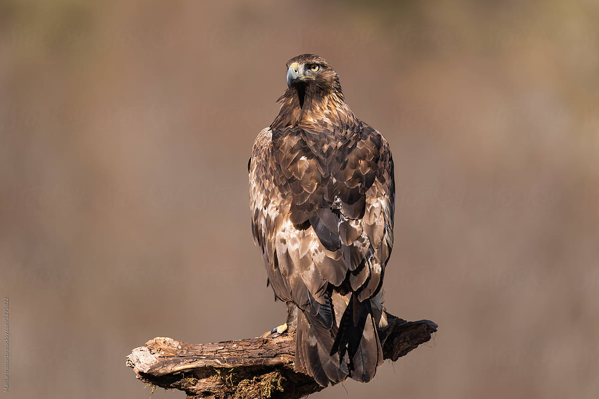 Golden Eagle Perched On A Wooden Log