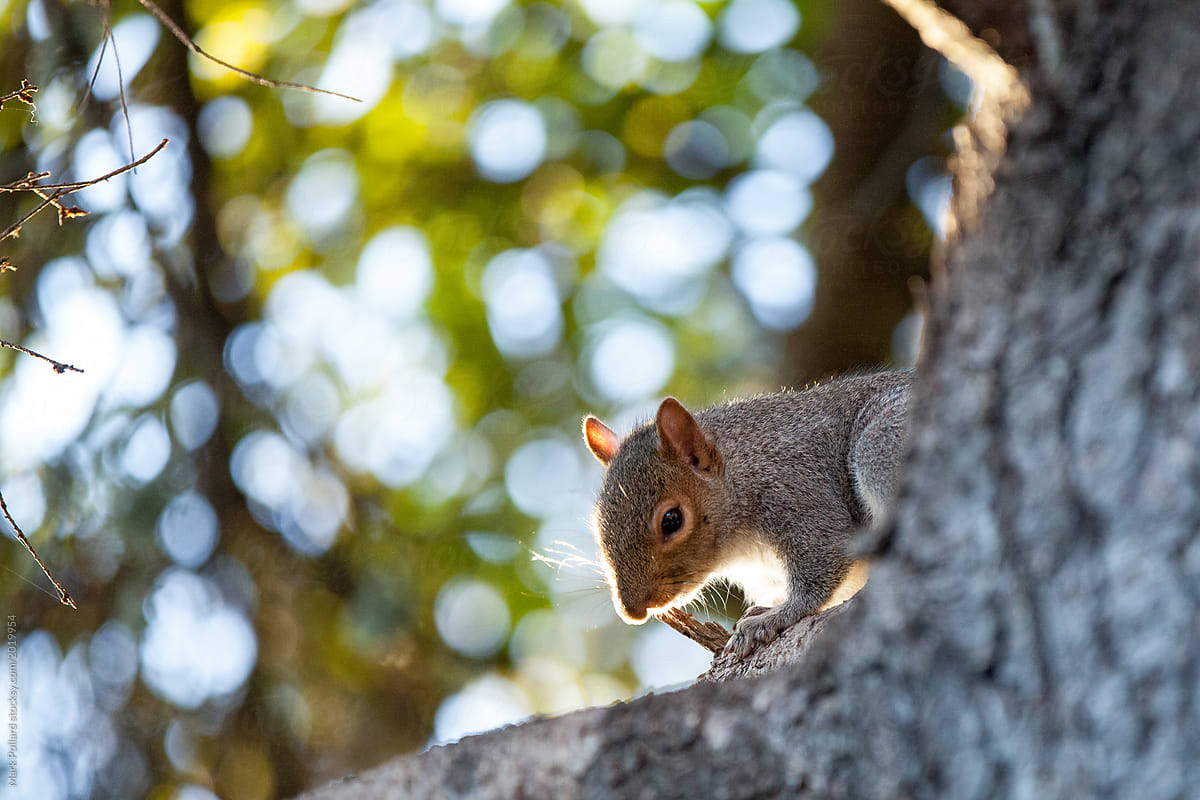 Squirrel on a Tree Trunk