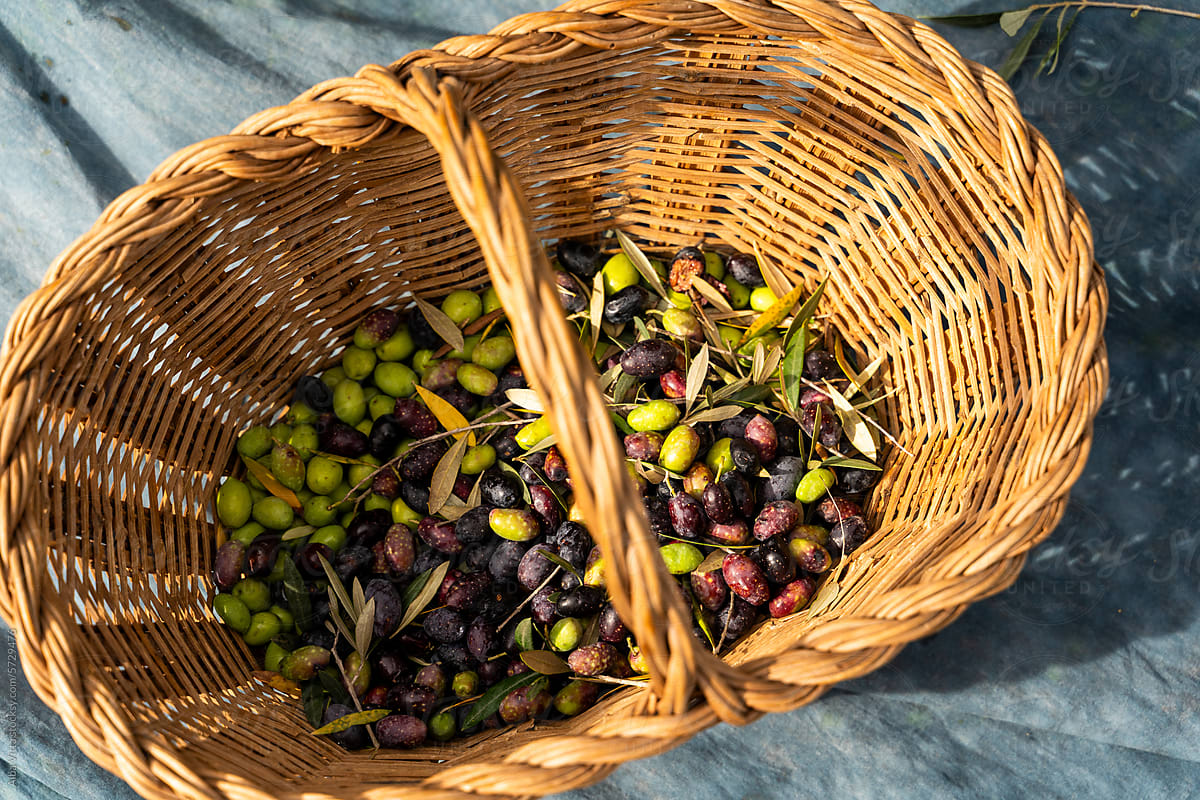 basket full of olives