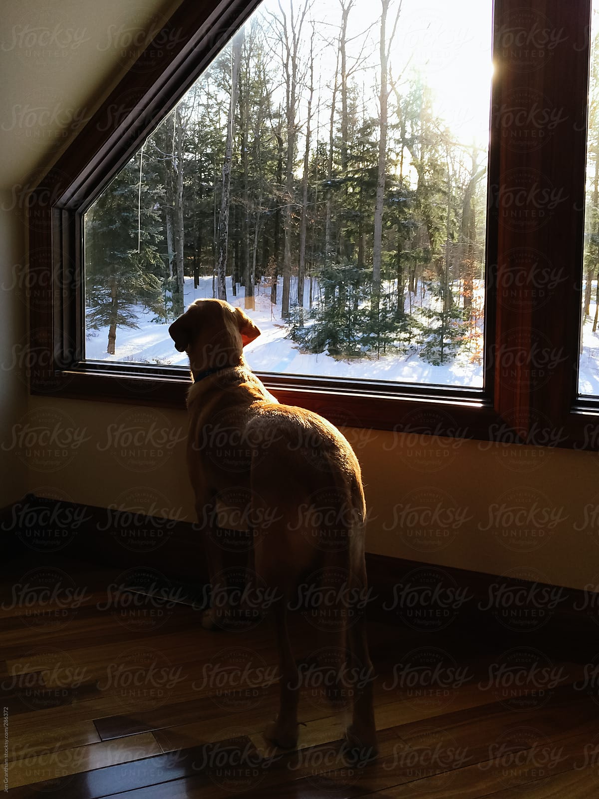 Dog looking out window in winter