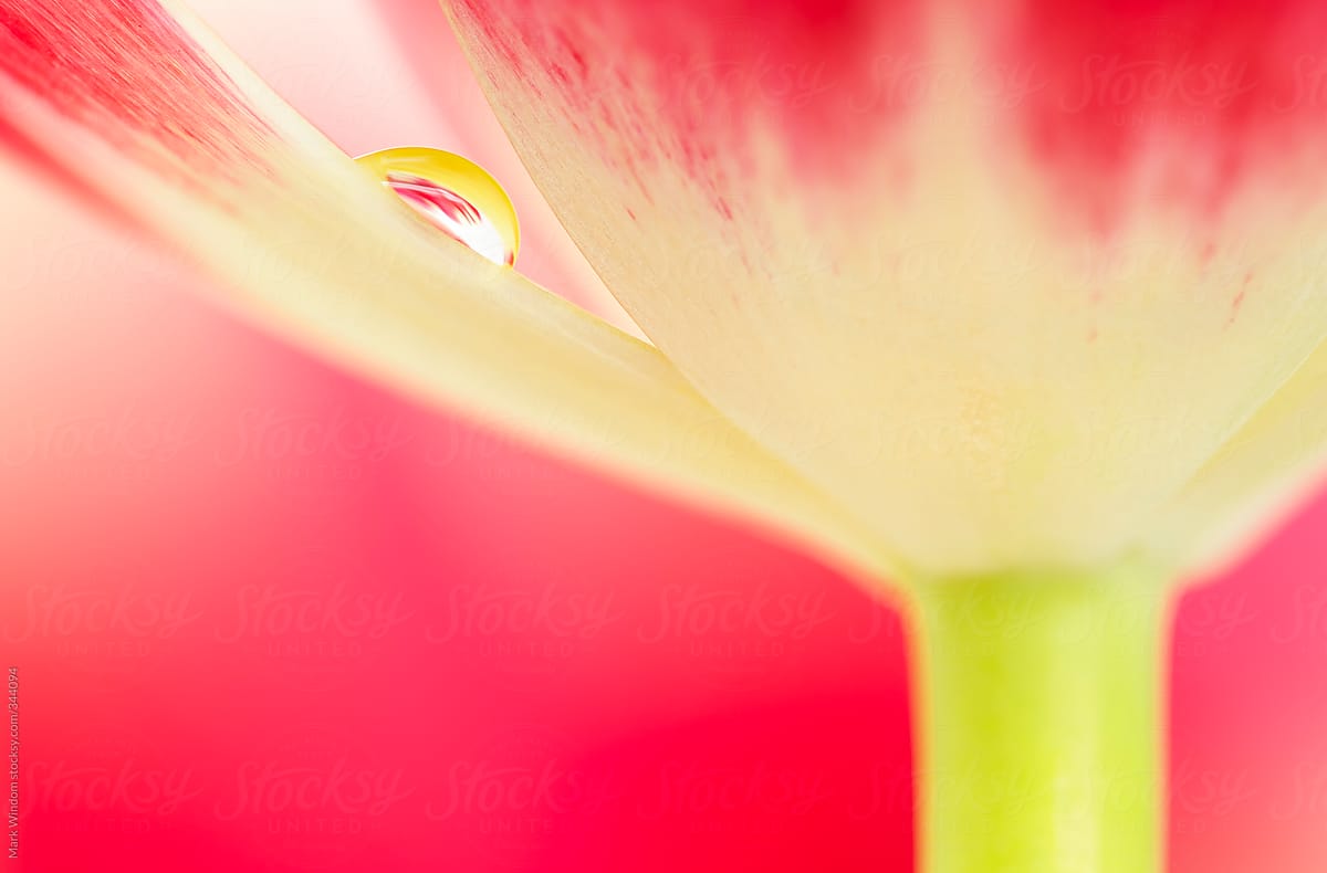 Red tulip and  waterdrop