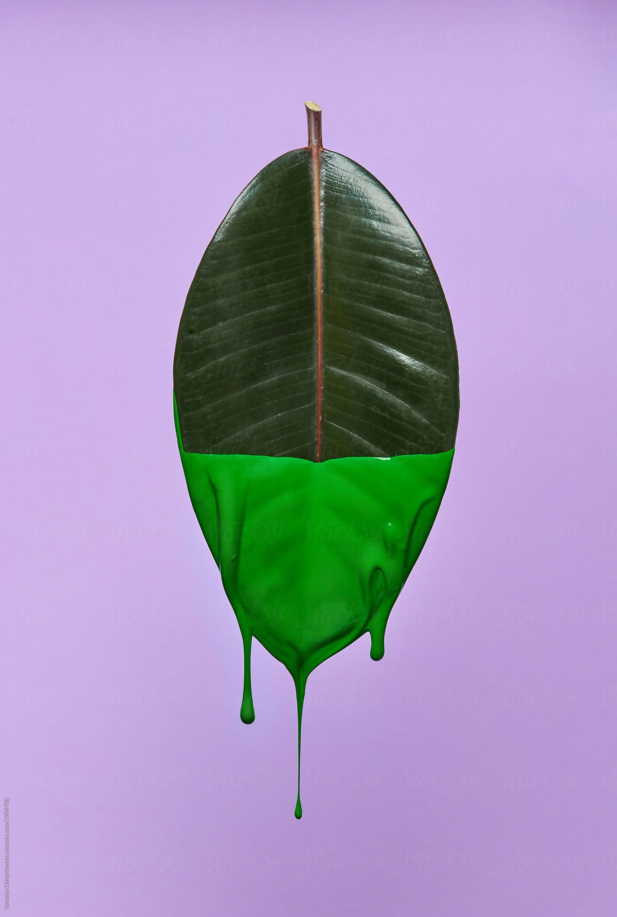 leaf of the ficus is painted with green paint