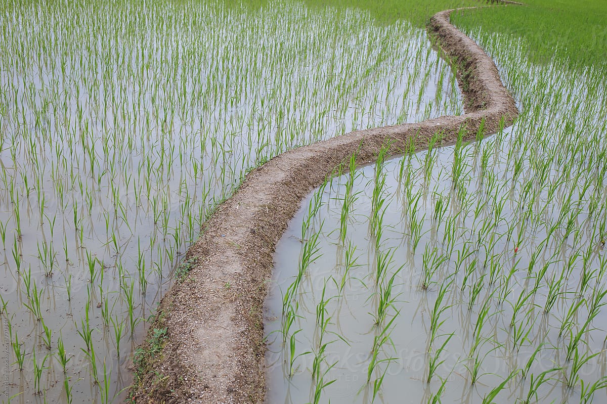 rice field in China