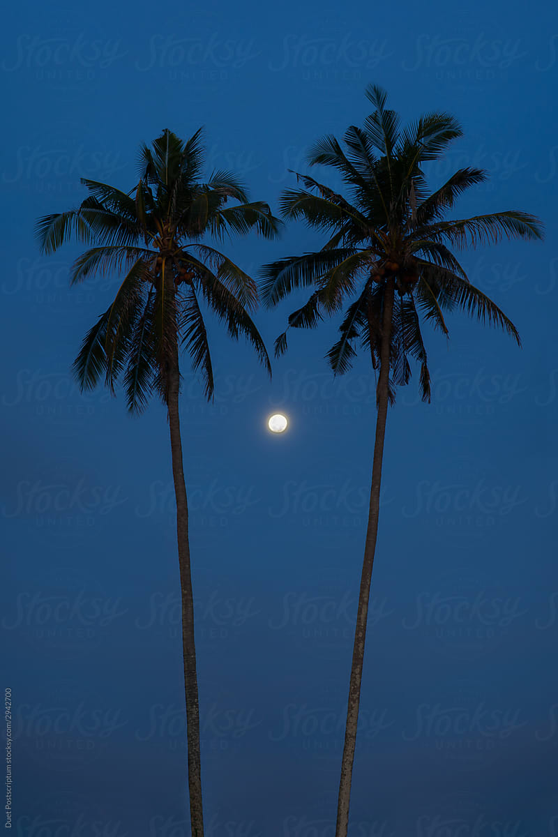 Silhouette of two palm trees during the full moon.