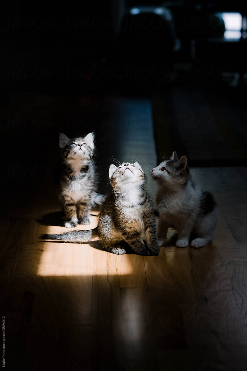 Kitten Portraits