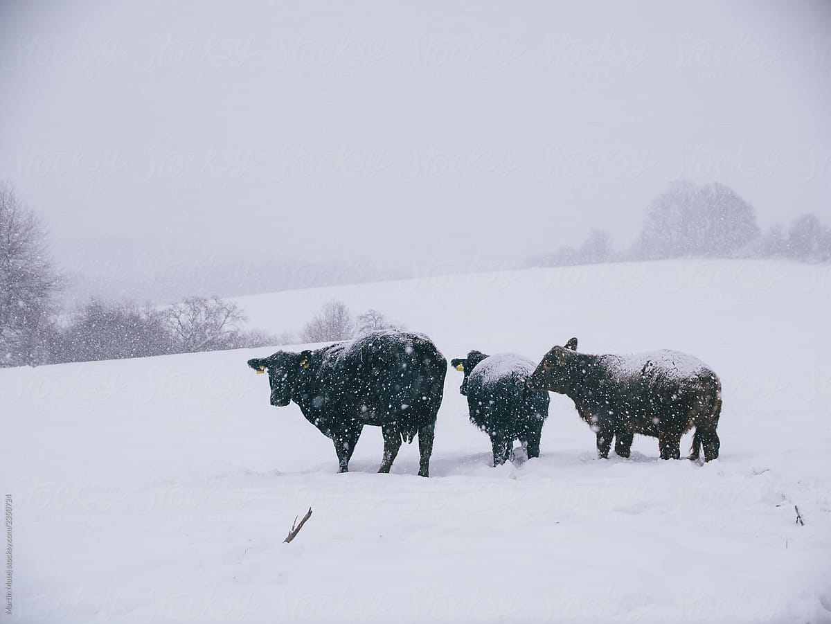 Free range cows outside in winter