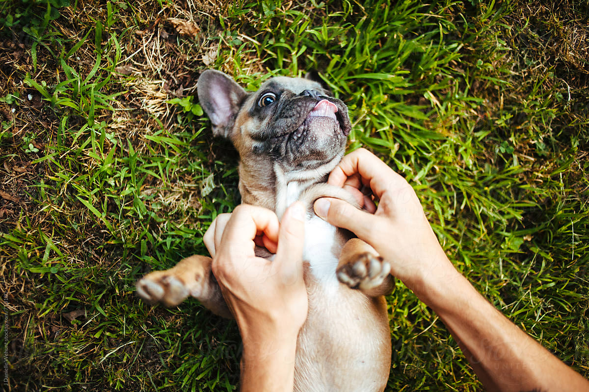 A brown french bulldog puppy playing with hands in the grass.