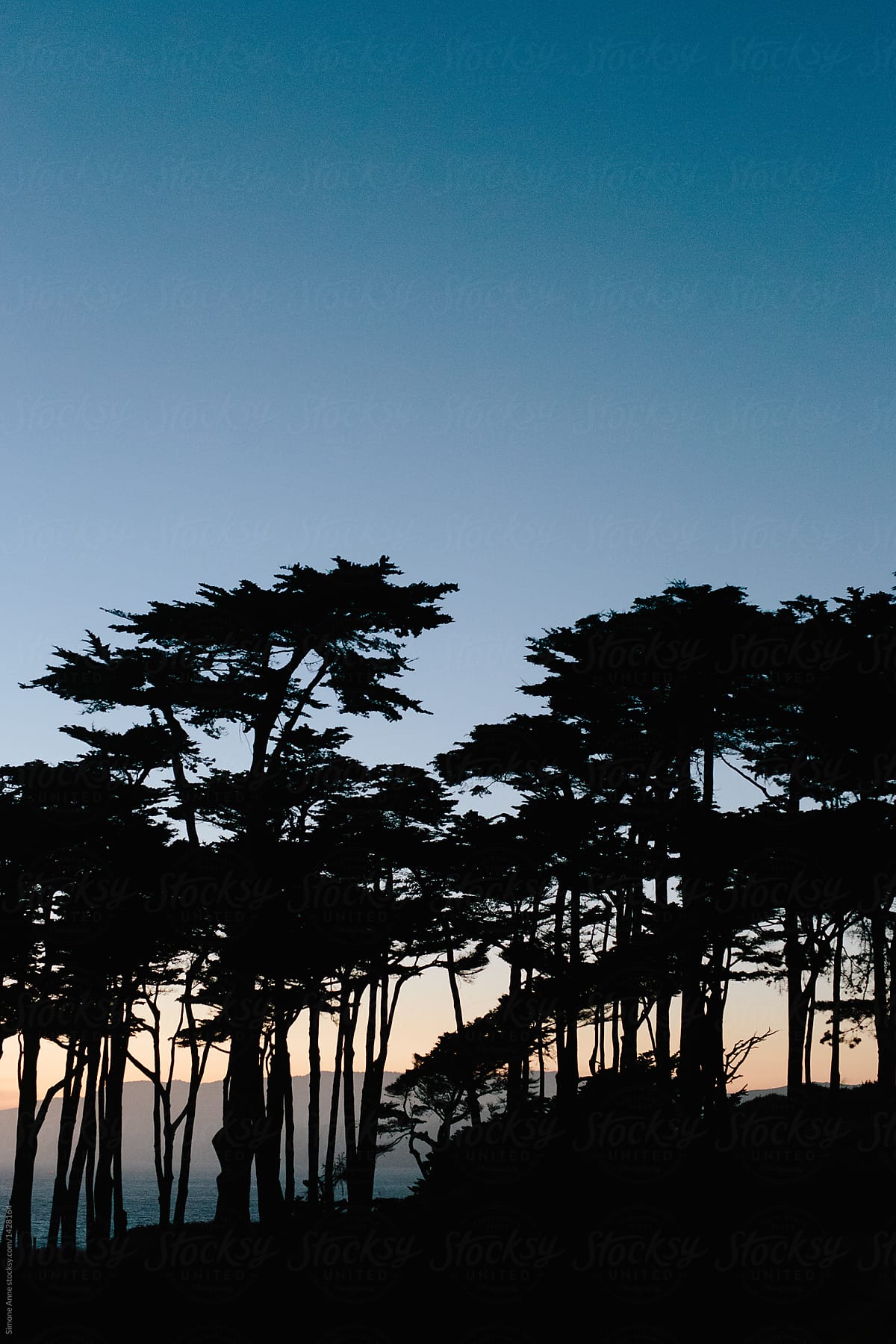 Silhouette of Cypress trees growing tall on the California coast