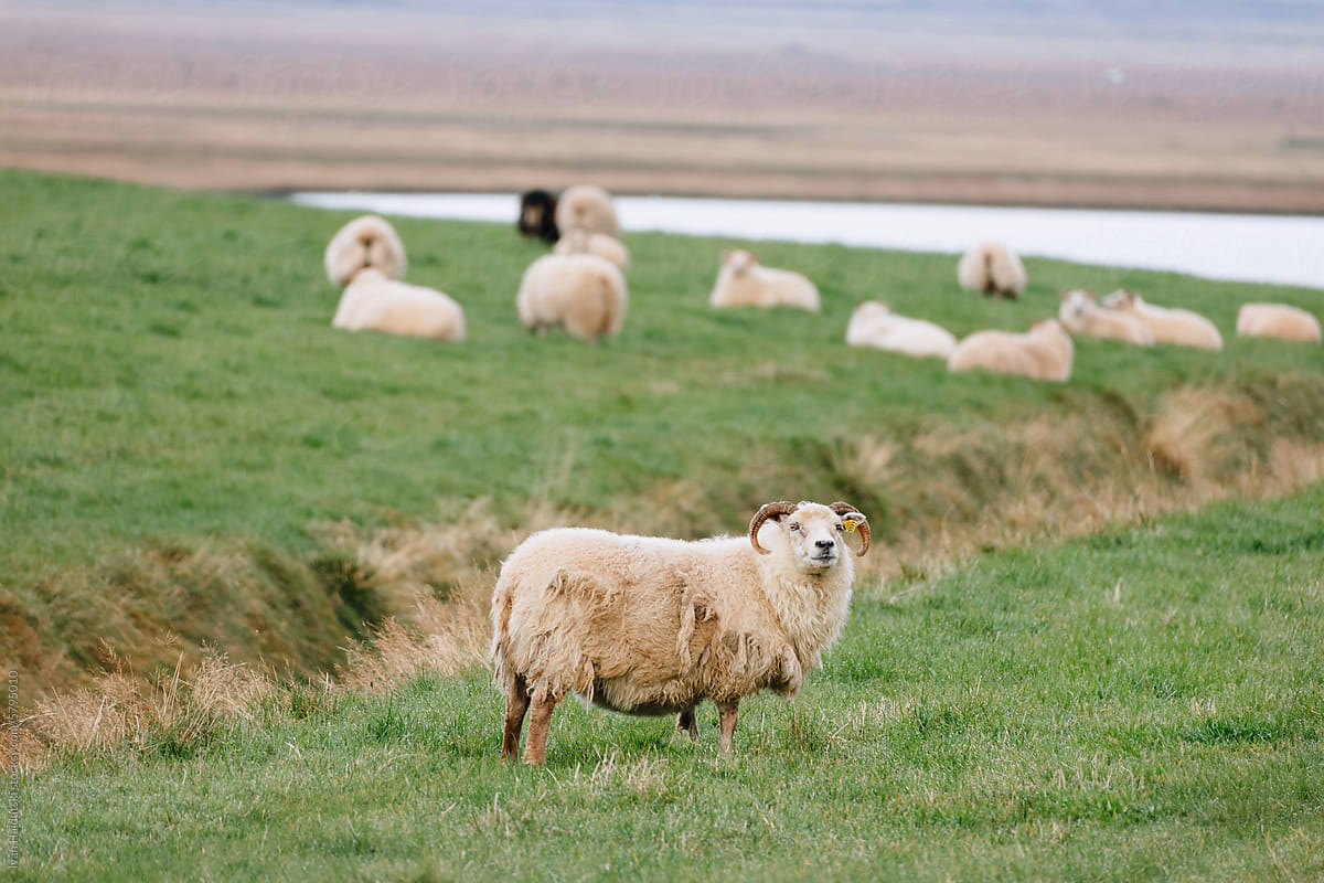 White sheep grazing and looking at camera