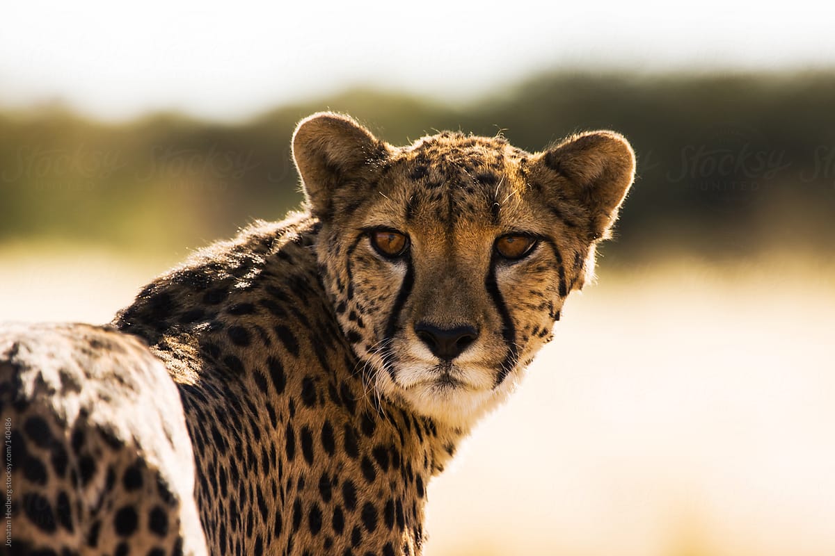 The gaze of a cheetah