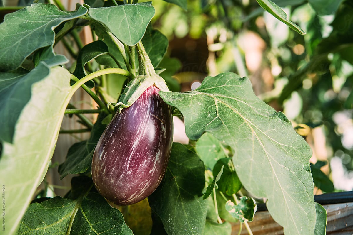 Food: Eggplant in an urban garden