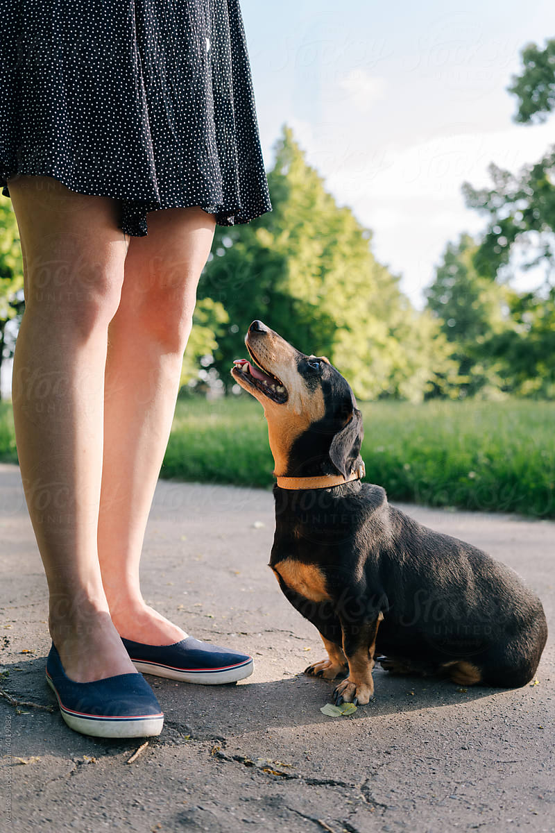 Dachshund with unrecognisable woman in the park.