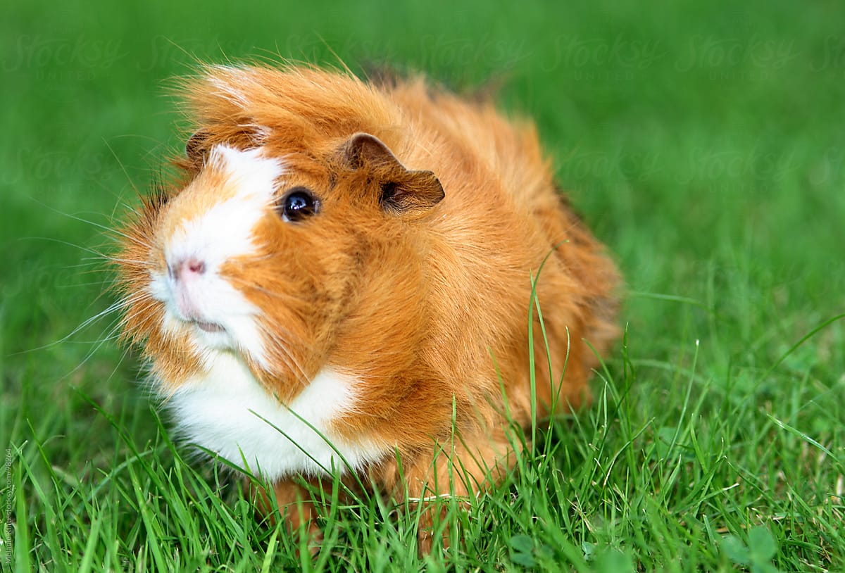 Brown and white guinea pig on grass