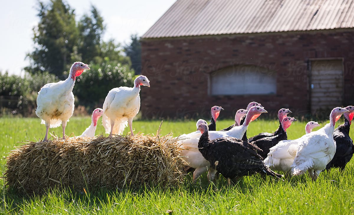 Group of mixed turkeys outside on farm around a hay bale