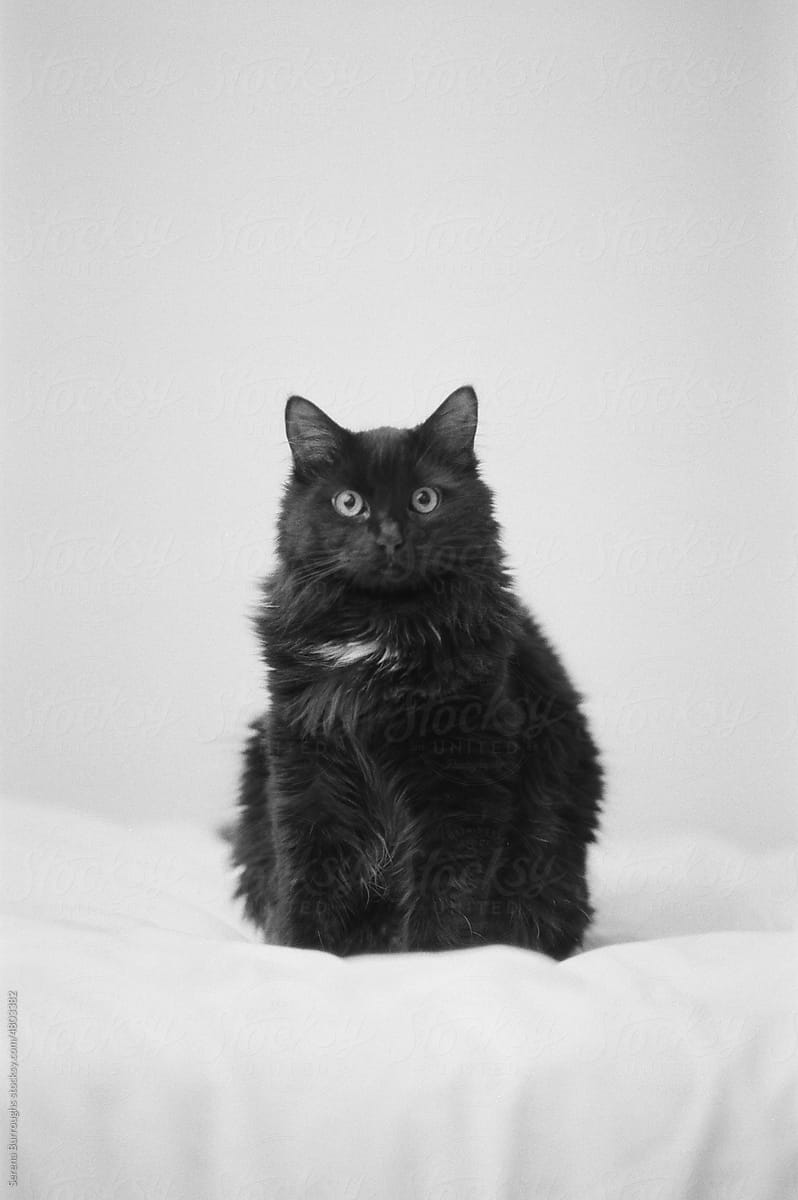 Black and white portrait of a fluffy cat on  bed