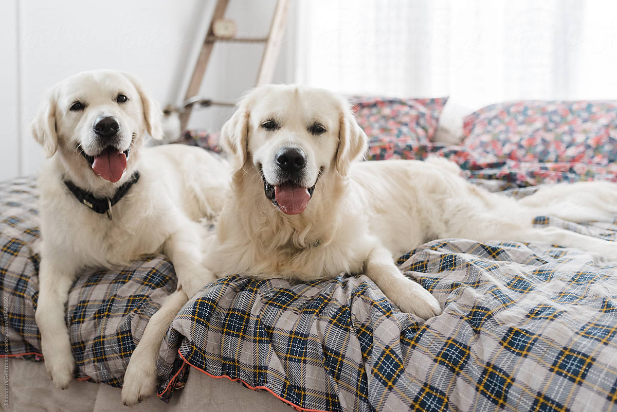 father and son golden retriever dogs on a bed