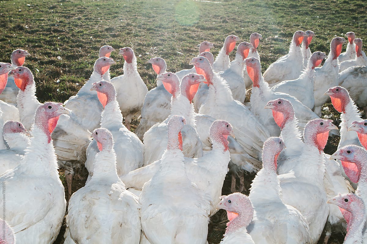 Above view of free-range, pasture-raised gang of turkeys