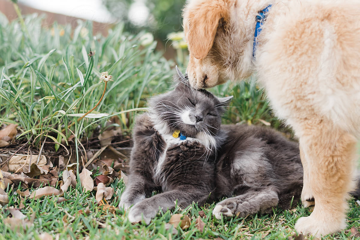 golden retriever puppy meets cat