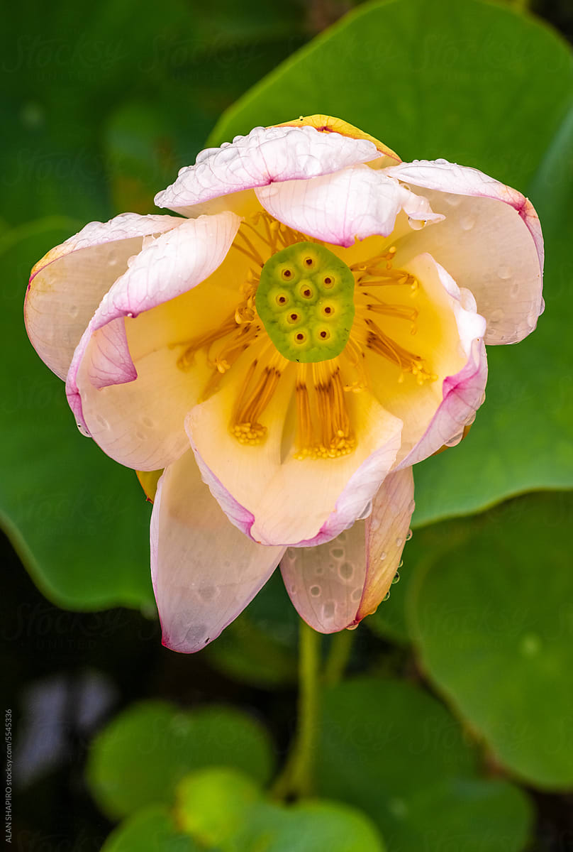 Pale pink and yellow Lotus flower after a thunderstorm