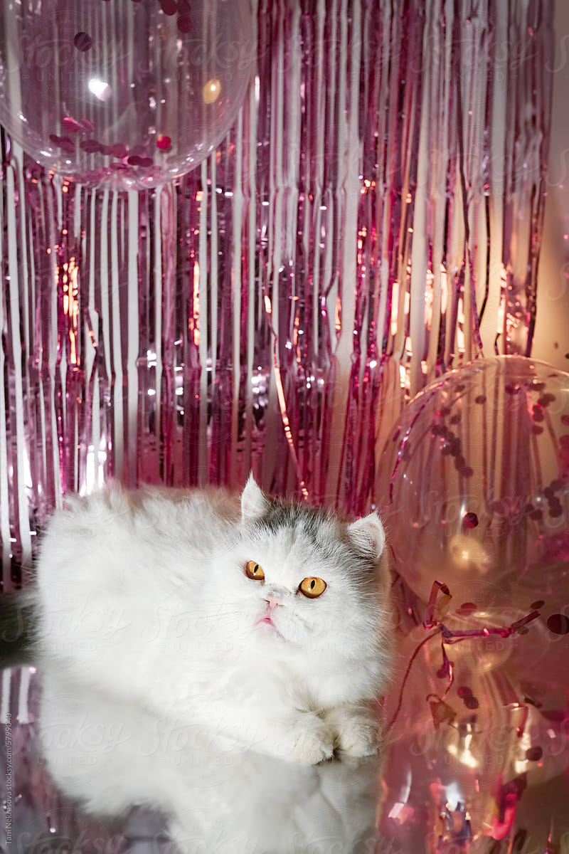 White exotic shorthair cat surrounded by pink sequins