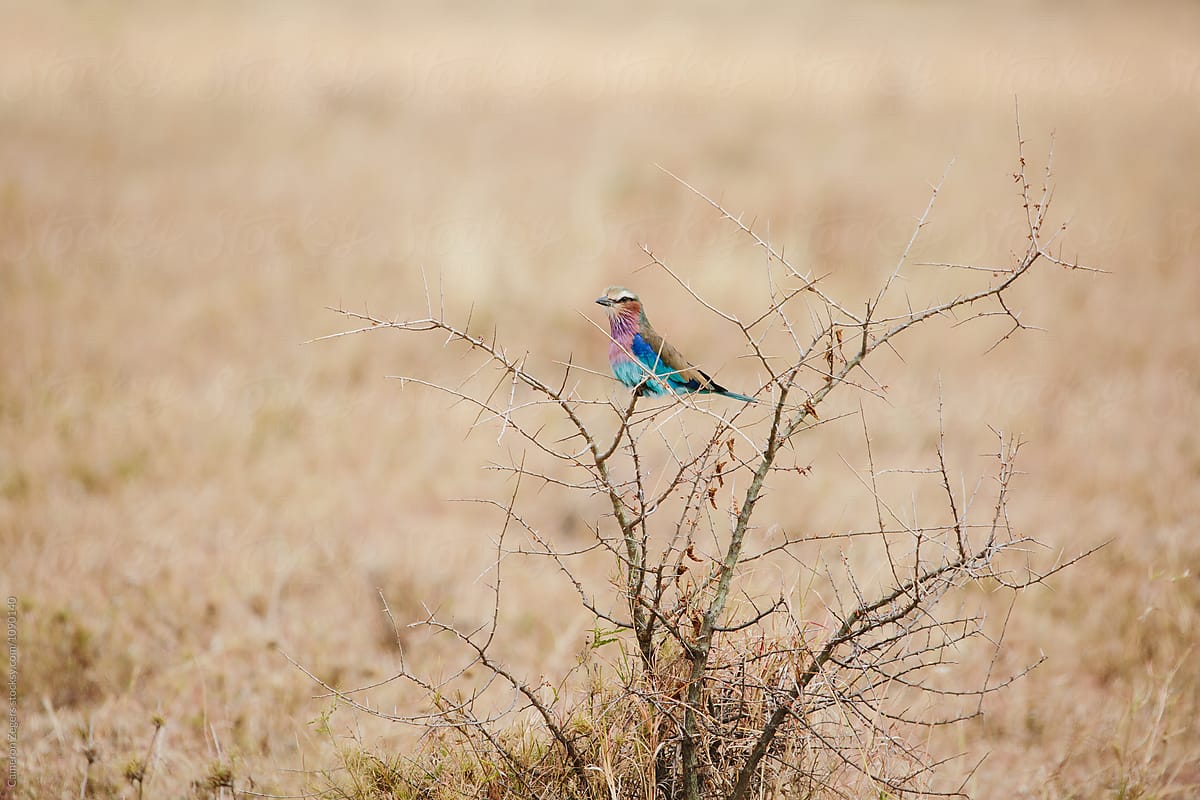 lilac-breasted roller bird in Tanzania