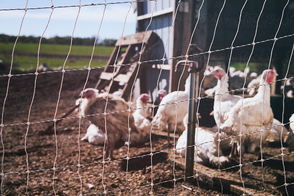 Farm: Focus On Fence Mesh With Turkeys Behind