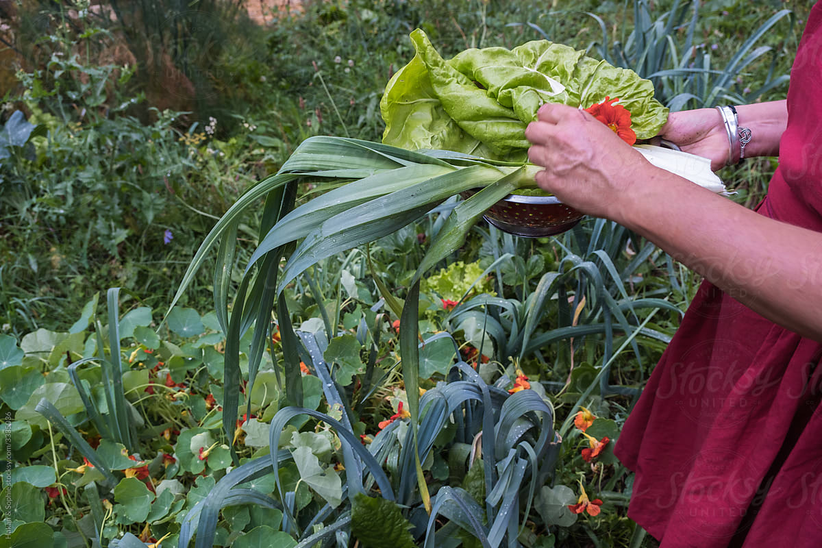 woman harvesting from her vegetable garden