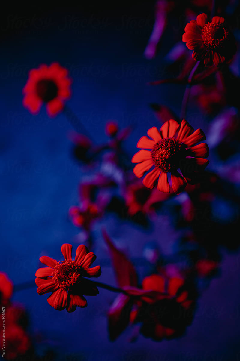an illuminated daisies with colored light at night