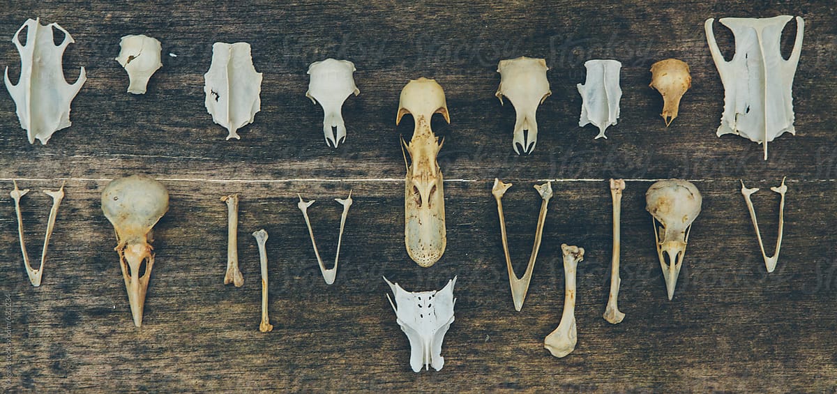 A Collection Of Animal Bones And Skulls