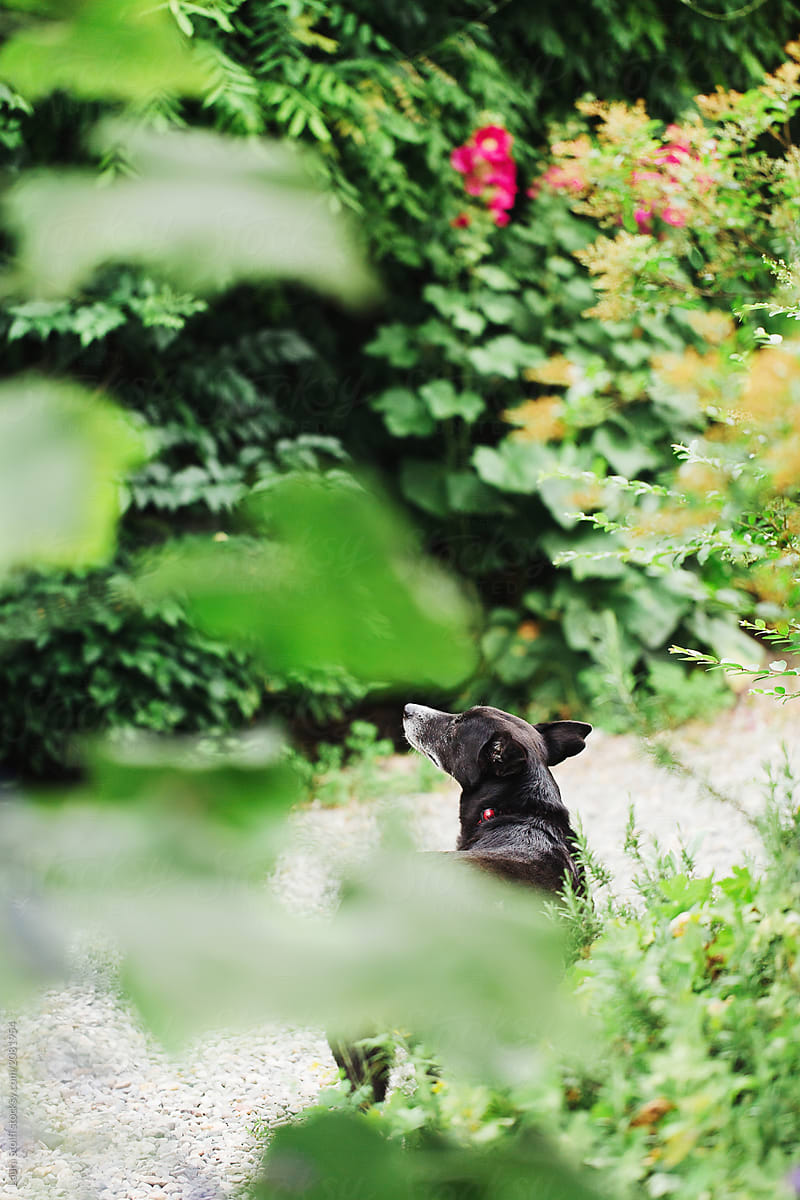 Dog in garden smelling something in the air
